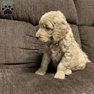 Clark, Goldendoodle Puppy