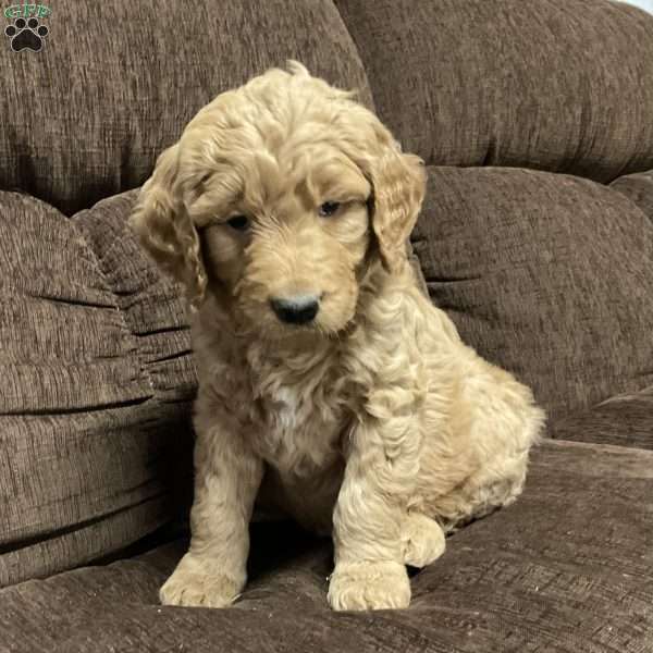 Clark, Goldendoodle Puppy