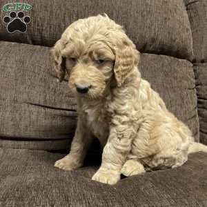 Clark, Goldendoodle Puppy