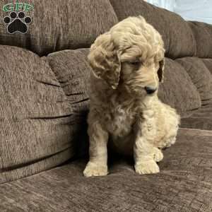 Clark, Goldendoodle Puppy