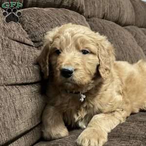 Curri, Goldendoodle Puppy