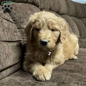 Curri, Goldendoodle Puppy