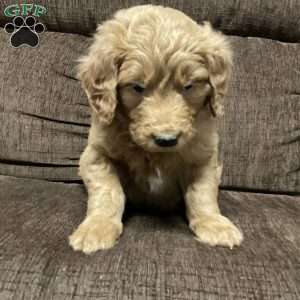 Curri, Goldendoodle Puppy