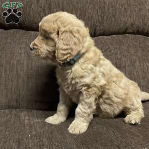 Cooper, Goldendoodle Puppy