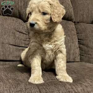 Caz, Goldendoodle Puppy