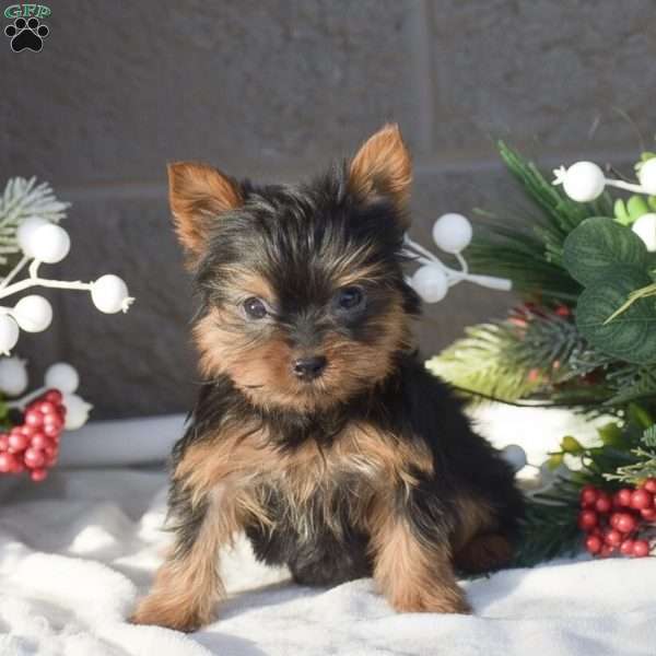 Reeses, Yorkie Puppy