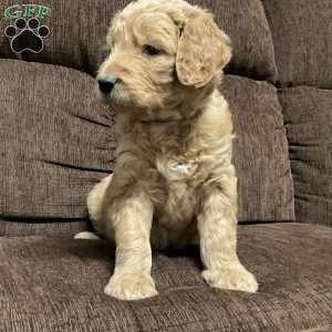 Caz, Goldendoodle Puppy