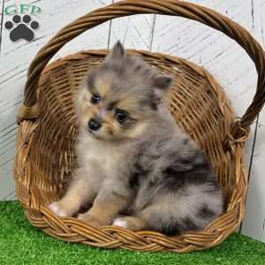 Finn, Pomeranian Puppy