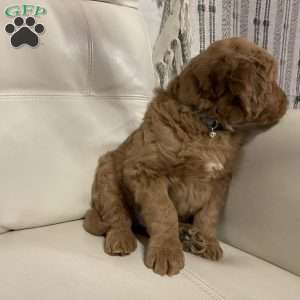 Chase, Goldendoodle Puppy
