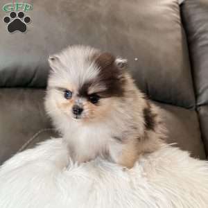 Peanut, Pomeranian Puppy