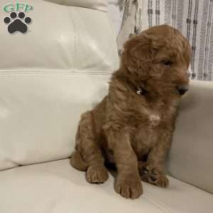 Chase, Goldendoodle Puppy