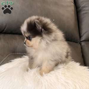 Peanut, Pomeranian Puppy
