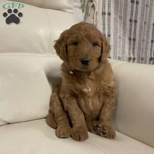 Chase, Goldendoodle Puppy