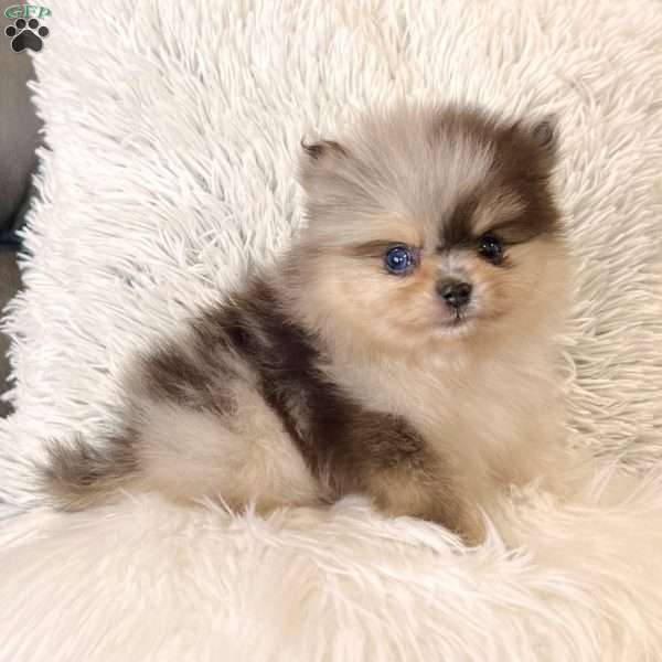 Peanut, Pomeranian Puppy
