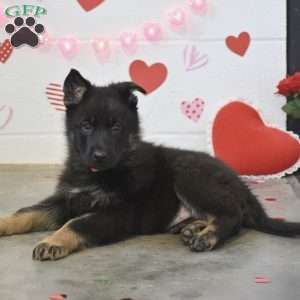 Mason, German Shepherd Puppy