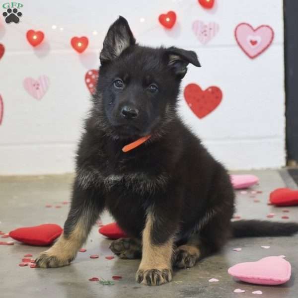 Mason, German Shepherd Puppy