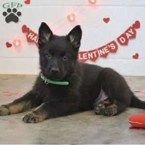 Moose, German Shepherd Puppy