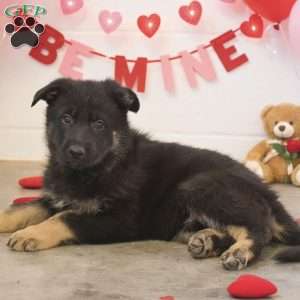 Miley, German Shepherd Puppy