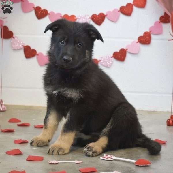 Miley, German Shepherd Puppy
