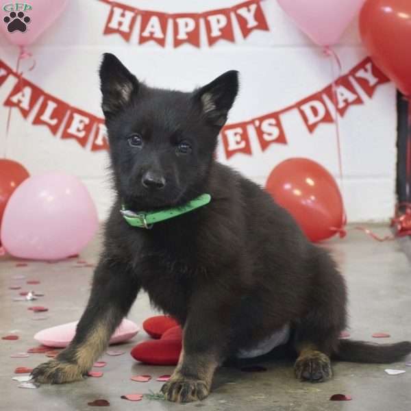 Moose, German Shepherd Puppy