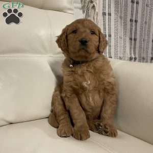 Chase, Goldendoodle Puppy