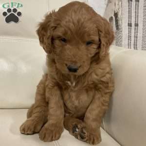 Chase, Goldendoodle Puppy