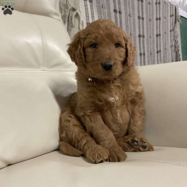 Chase, Goldendoodle Puppy