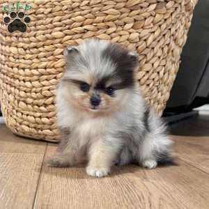 Peanut, Pomeranian Puppy
