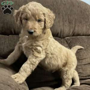 Cameo, Goldendoodle Puppy