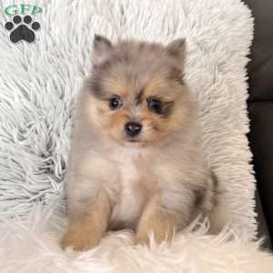 Finn, Pomeranian Puppy