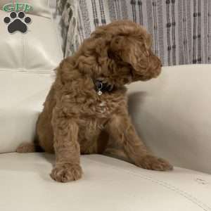 Cameo, Goldendoodle Puppy