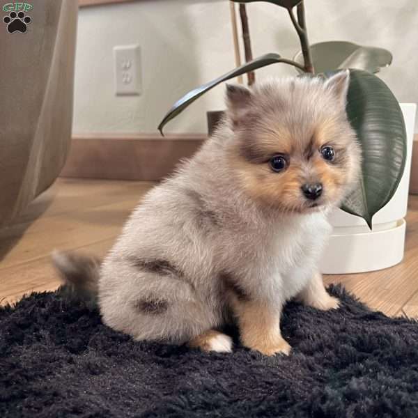 Finn, Pomeranian Puppy