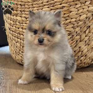 Finn, Pomeranian Puppy