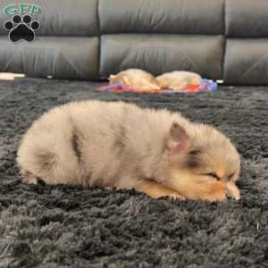 Finn, Pomeranian Puppy