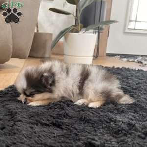 Peanut, Pomeranian Puppy