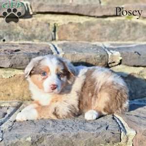 Posey, Australian Shepherd Puppy