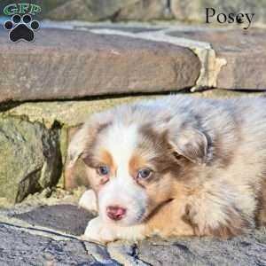 Posey, Australian Shepherd Puppy