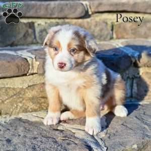 Posey, Australian Shepherd Puppy