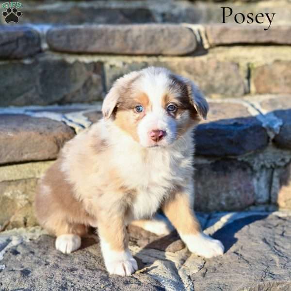 Posey, Australian Shepherd Puppy