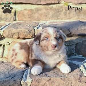 Pepsi, Australian Shepherd Puppy