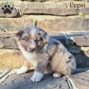 Pepsi, Australian Shepherd Puppy