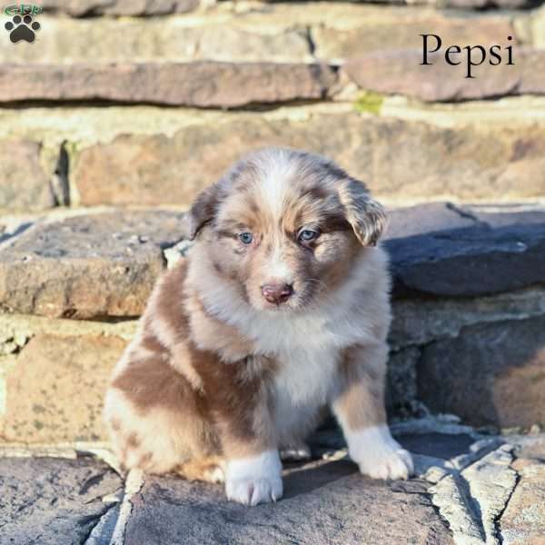 Pepsi, Australian Shepherd Puppy
