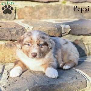 Pepsi, Australian Shepherd Puppy