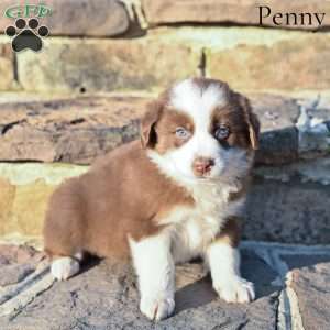 Penny, Australian Shepherd Puppy