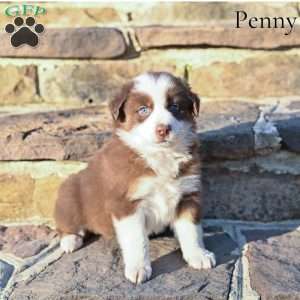 Penny, Australian Shepherd Puppy