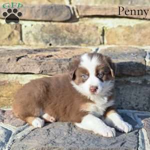 Penny, Australian Shepherd Puppy