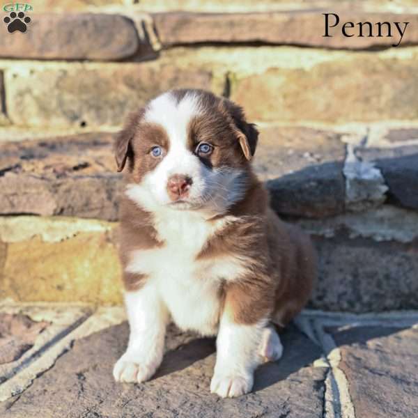 Penny, Australian Shepherd Puppy