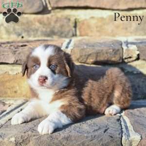 Penny, Australian Shepherd Puppy