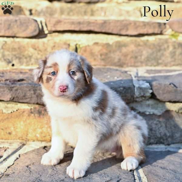 Polly, Australian Shepherd Puppy