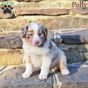 Polly, Australian Shepherd Puppy